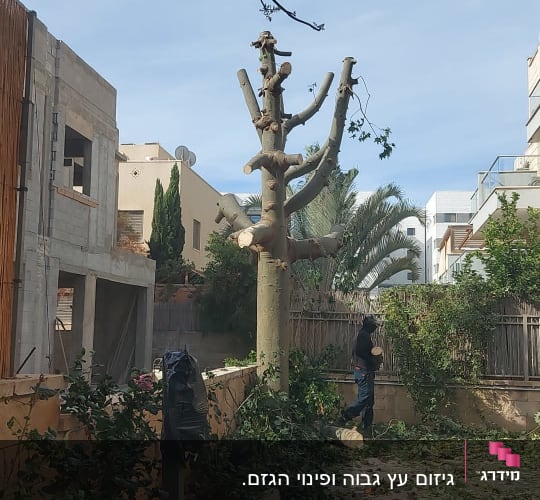עץ גזום עם ענפים כרותים ואדם עובד בגינה